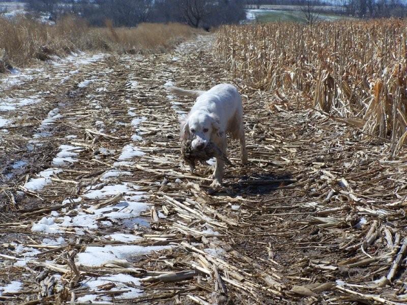 Setter With A Pheasant