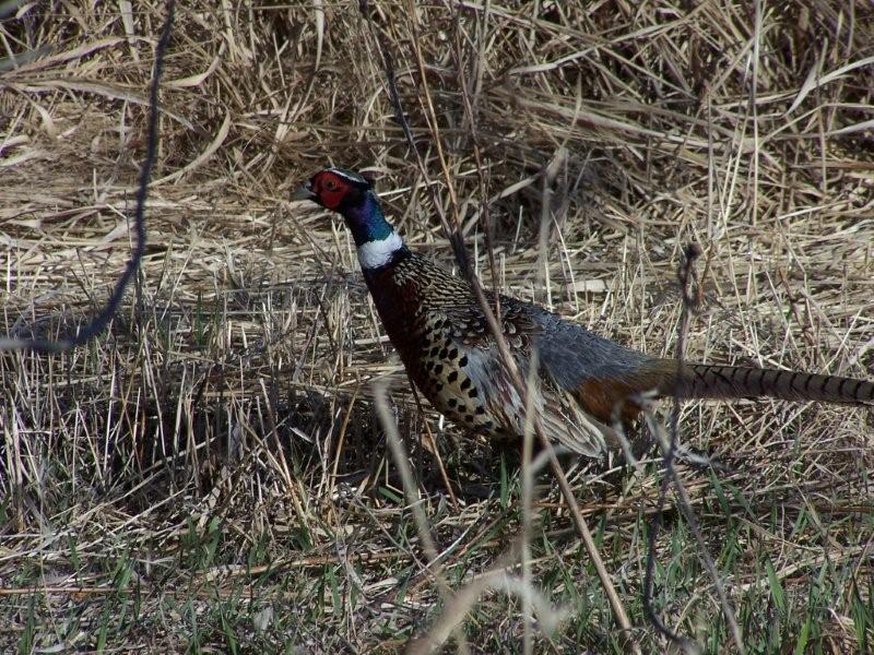 Ringneck Pheasant