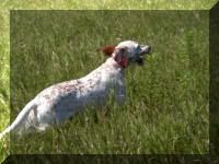 Setter Hunting