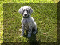 English Setter Puppy Molly