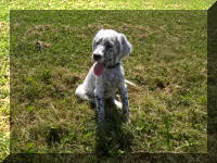 English Setter Pup