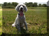 English Setter Puppy Molly