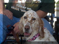 English Setter Maggie