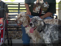 English Setters