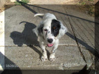 English Setter Puppy Hannah