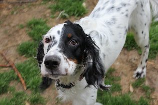Tri Color English Setter Hannah