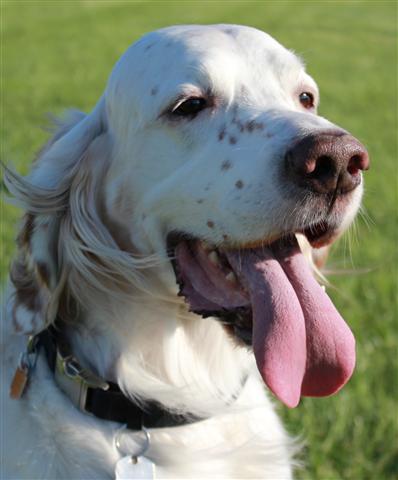 Orange English Setter