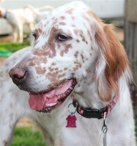 Female Orange English Setter