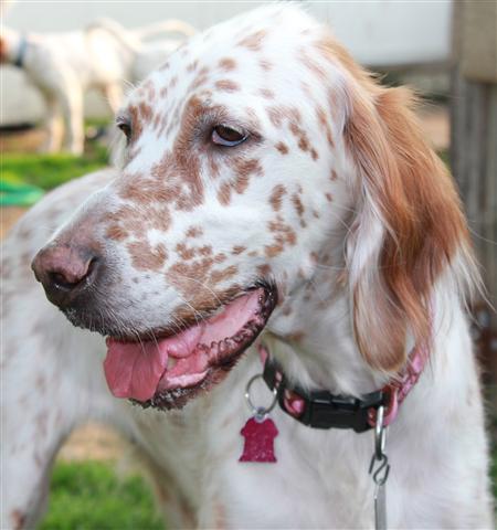 Female Orange English Setter