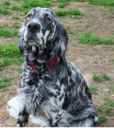 Blue English Setter Rayne