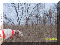 Pheasant Hunting Setter