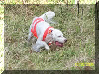 English Setter Hunting