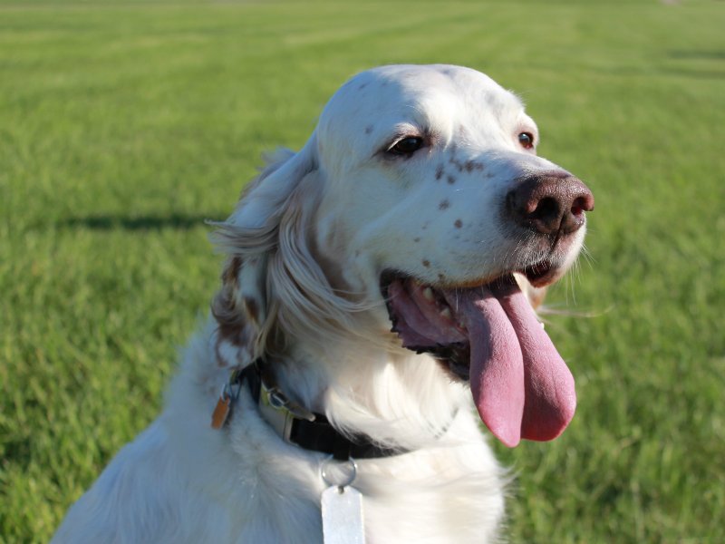 Orange Belton English Setter Jesse