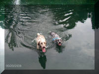 Setters Love To Swim