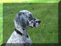 English Setter Profile