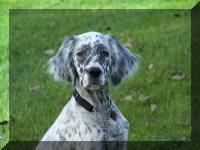 English Setter Head Molly