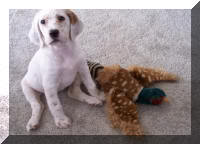 Setter Pup With Rooster