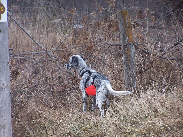 Molly Looking For Birds