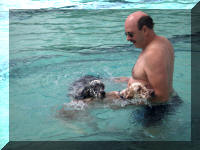 English Setters Swimming