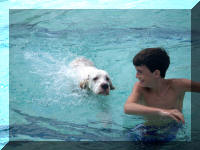 Setter Swimming