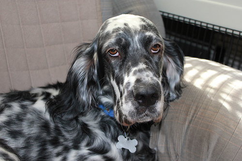 Blue English Setter