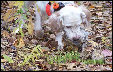 English Setter Retrieving A Grouse