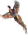 Pheasant