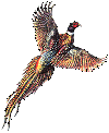 Pheasant